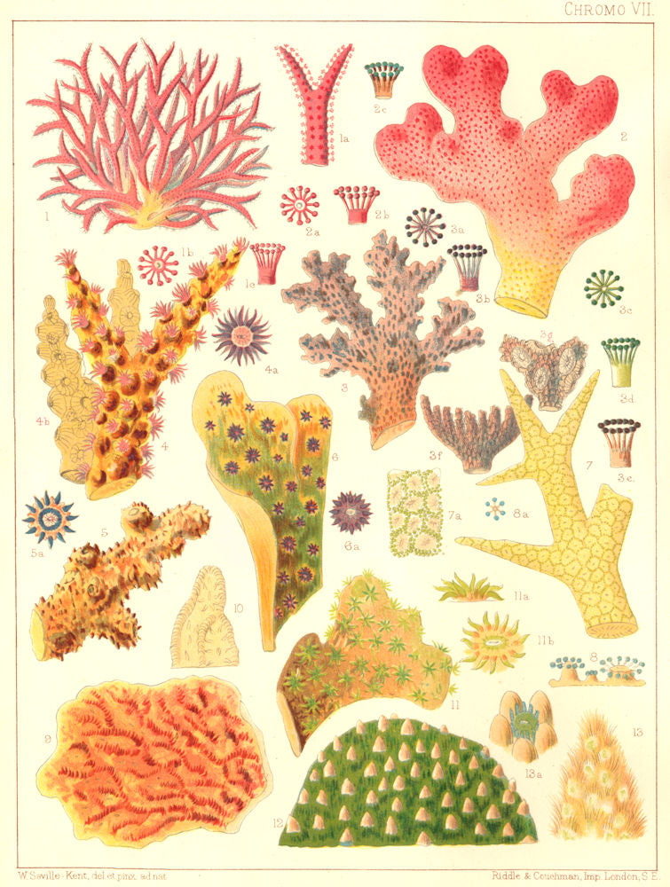 GREAT BARRIER REEF CORAL Seriatopora hystrix Echinopora horrida rosularia 1893